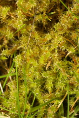 Rhytidiadelphus squarrosus