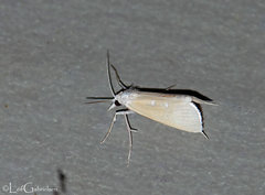 Scirpophaga praelata