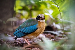 Pitta moluccensis