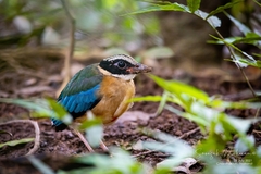 Blue-Winged Pitta photo 3