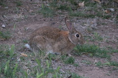 Oryctolagus cuniculus
