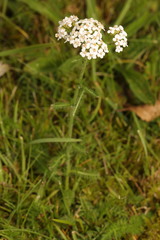 Achillea millefolium