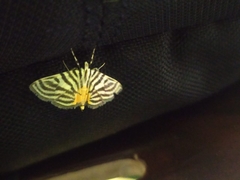 Dichocrocis rigidalis