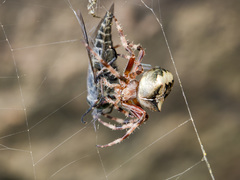 Araneus tartaricus