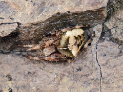 Araneus tartaricus
