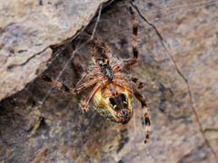 Araneus tartaricus