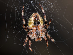 Araneus tartaricus