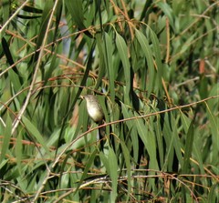Prinia sylvatica