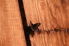 Erebia euryale