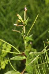 Epilobium montanum