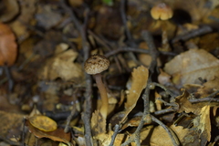 Laccaria masoniae