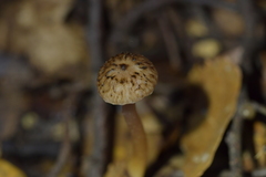 Laccaria masoniae