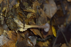Laccaria masoniae
