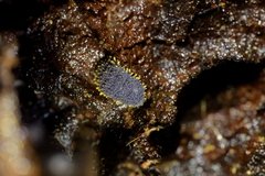 Holacanthella