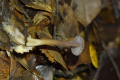 Laccaria masoniae