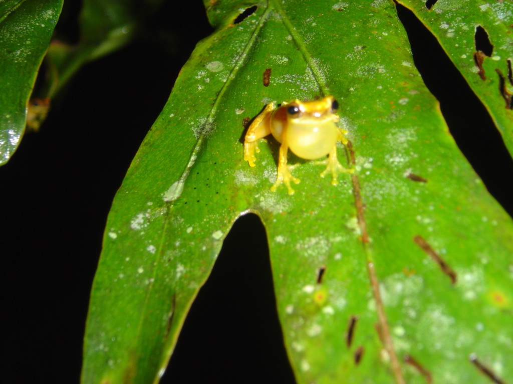 Dendropsophus phlebodes (Papa´s Place) · iNaturalist