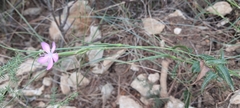 Dianthus ciliatus