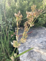Blackstonia perfoliata