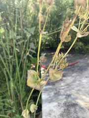 Blackstonia perfoliata