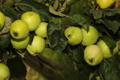 Malus domestica