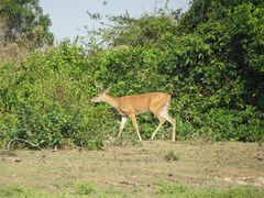 Odocoileus virginianus cariacou