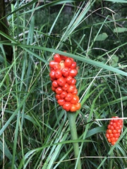 Arum cylindraceum