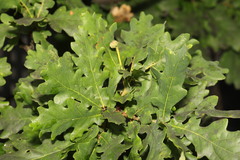 Quercus robur
