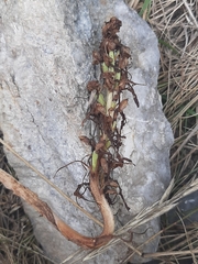 Himantoglossum hircinum