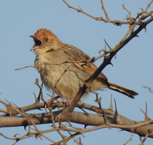 Rattling Cisticola