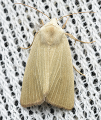 Arenostola phragmitidis