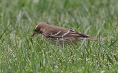 Anthus rubescens japonicus