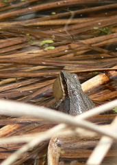 Pseudacris triseriata