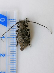 Mesosa hirsuta