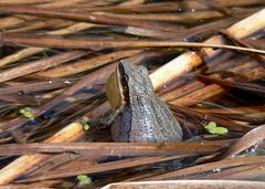 Pseudacris triseriata