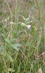 Silene latifolia