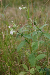 Silene latifolia
