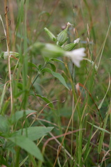 Silene latifolia