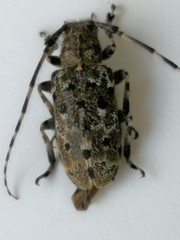 Mesosa hirsuta