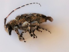 Mesosa hirsuta