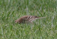 Anthus rubescens japonicus