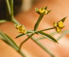 Bupleurum marschallianum
