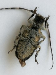 Mesosa hirsuta