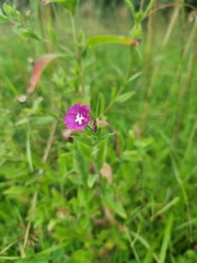 Epilobium hirsutum