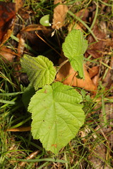 Corylus avellana