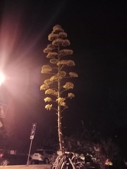 Agave americana