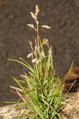 Poa annua