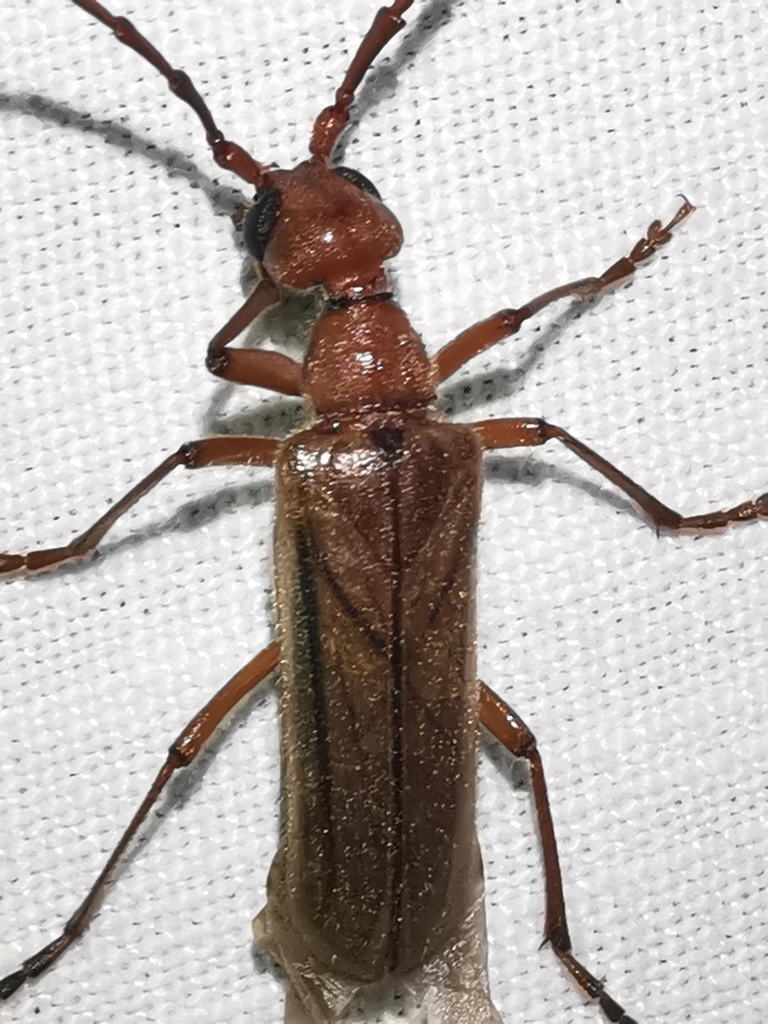 Vesperus strepens