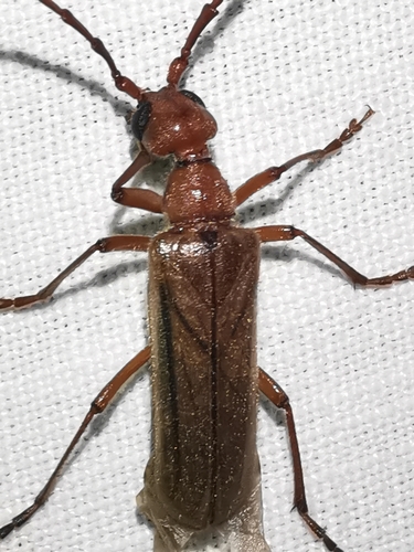 Vesperus strepens (Fabricius, 1793)