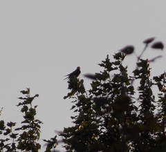 Falconiformes