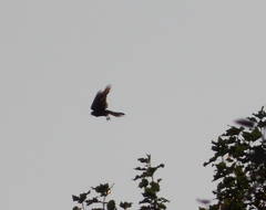 Falconiformes